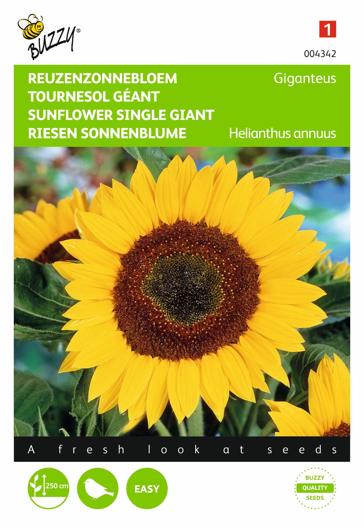 Buzzy® Sunflower single giant Giganteus