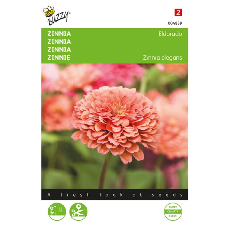 Buzzy® Zinnia Eldorado