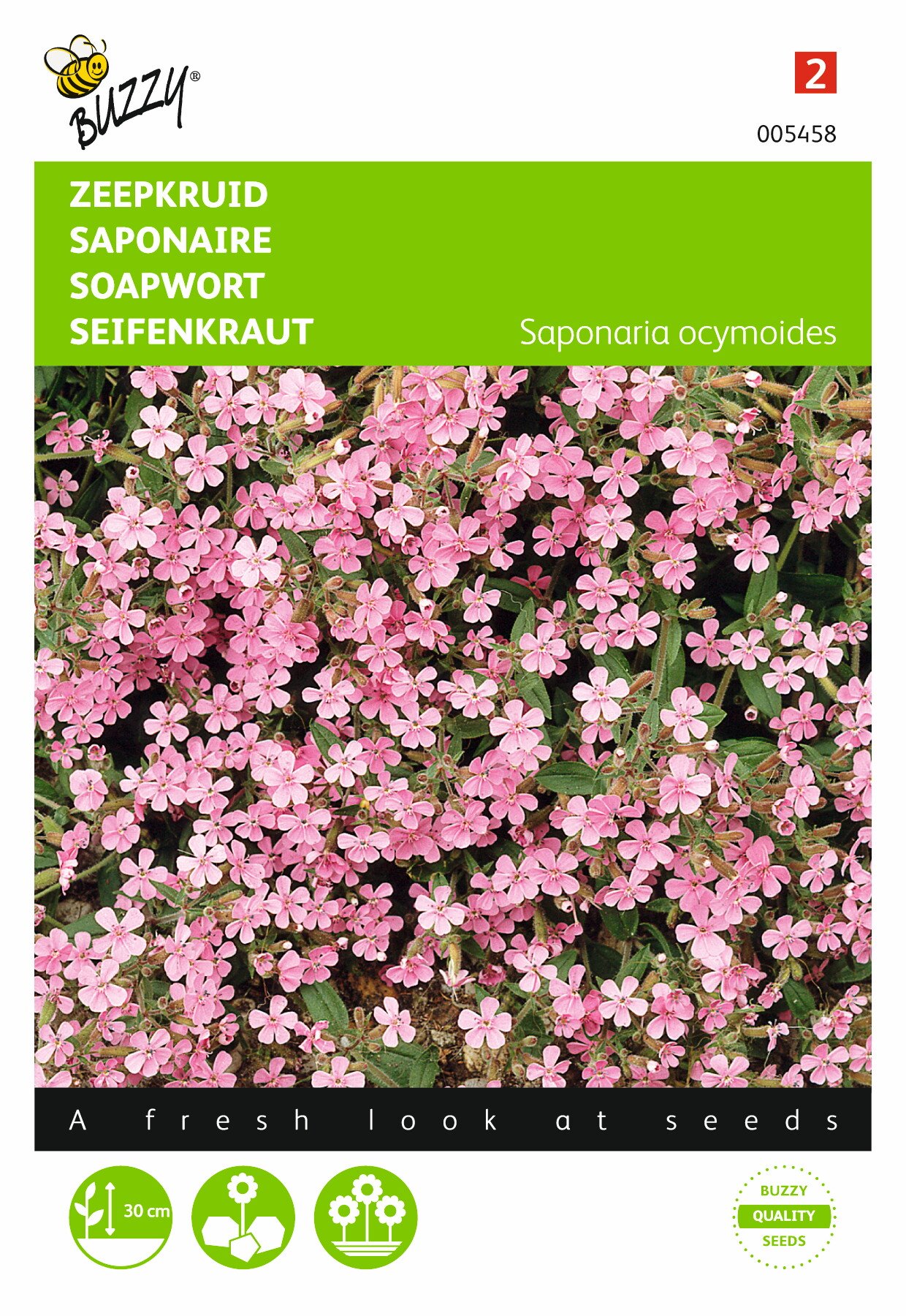 Buzzy® Saponaria, Soapwort