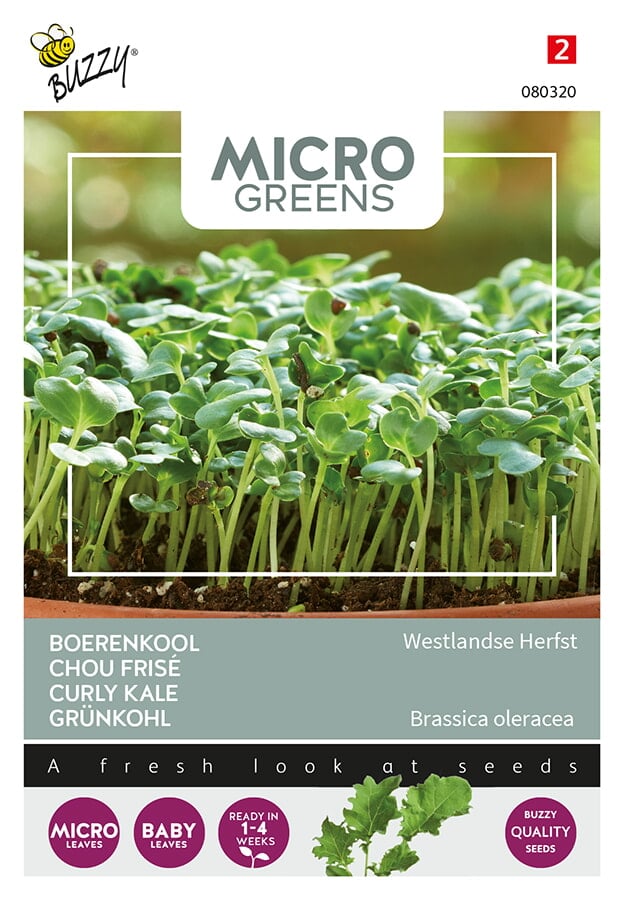 Buzzy® Microgreens, Curly kale Westland Autumn