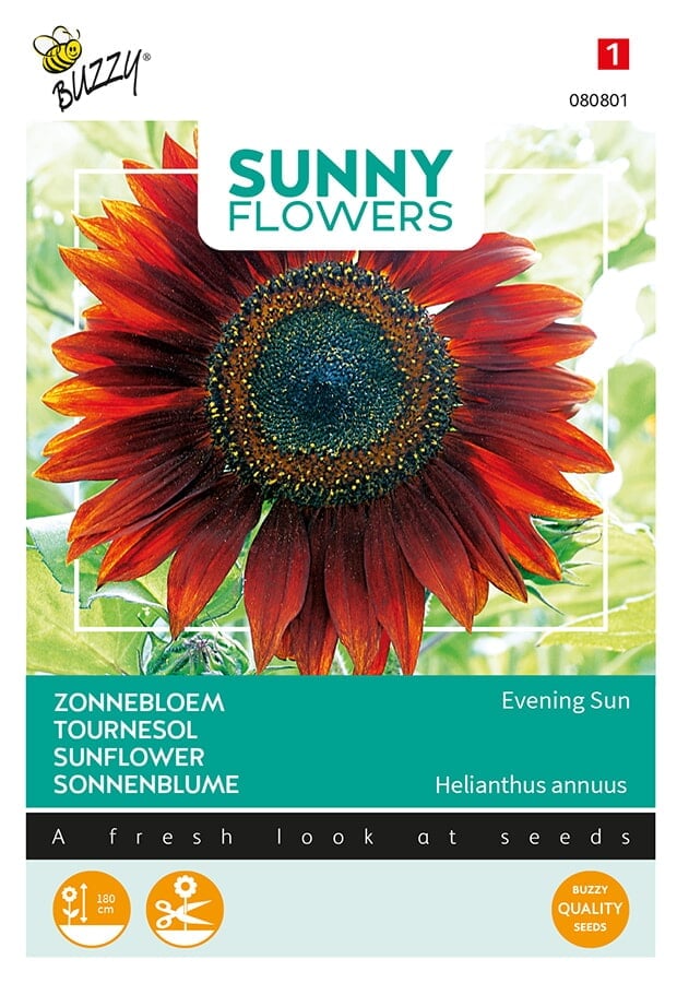 Buzzy® Sunny Flowers, Sunflower Evening Sun