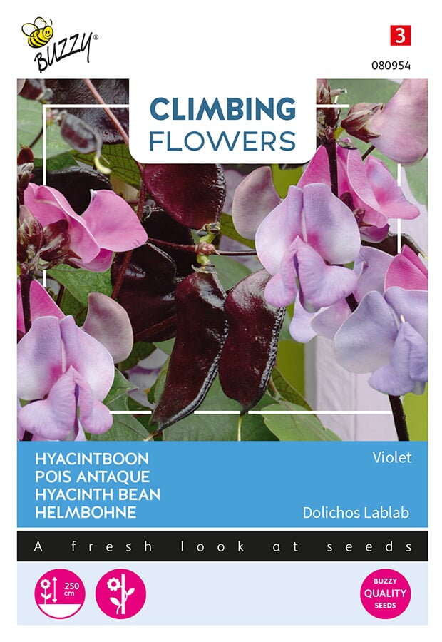 Buzzy® Climbing Flowers, Dolichos lablab, hyacinth bean