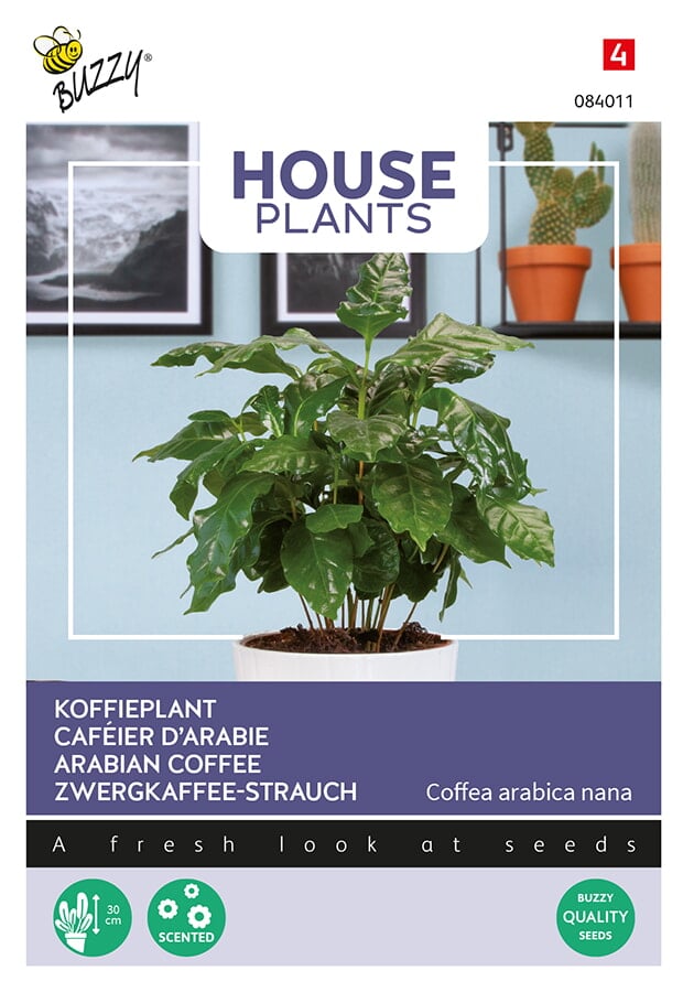 Buzzy® House Plants Coffea Arabica, Arabian coffee