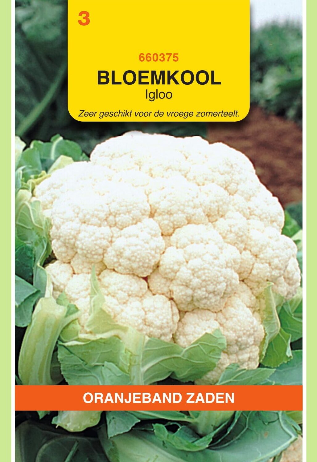 Oranjeband® Cauliflower Igloo