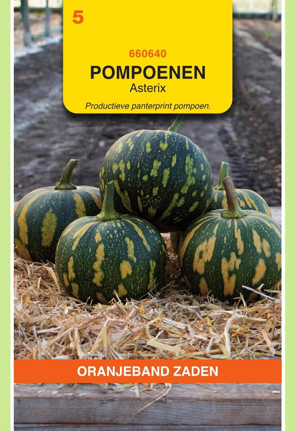 Oranjeband® Pumpkin Asterix