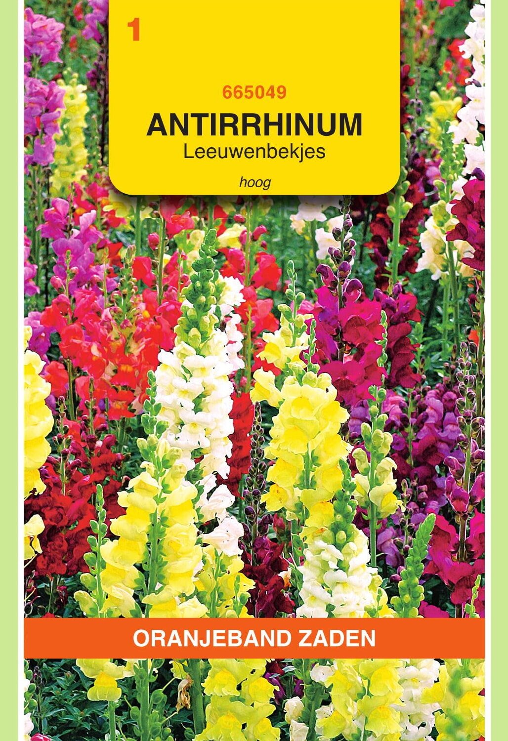 Oranjeband® Antirrhinum Majus Maximum Tall Mixed