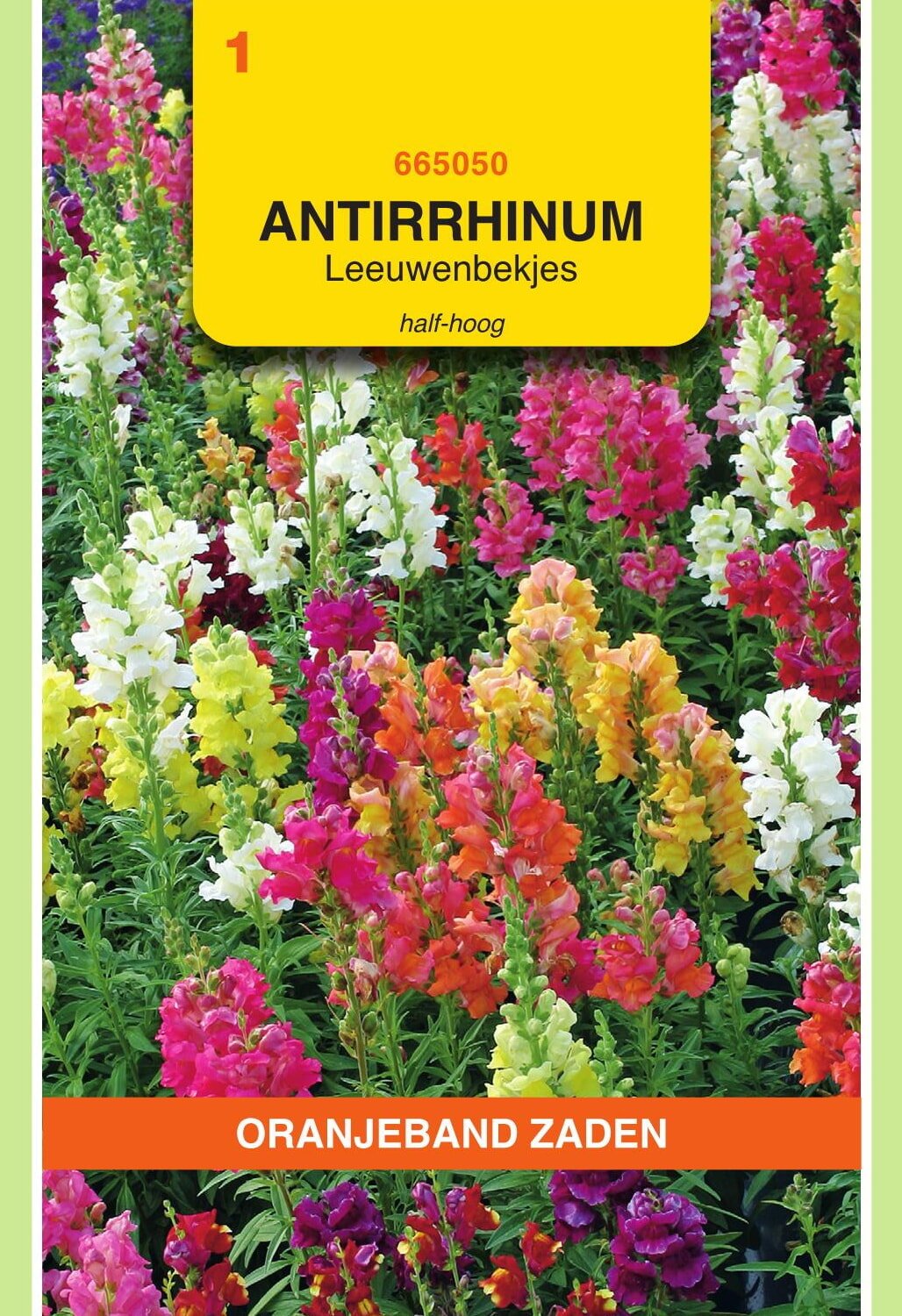 Oranjeband® Antirrhinum majus nanum semi-tall mixed