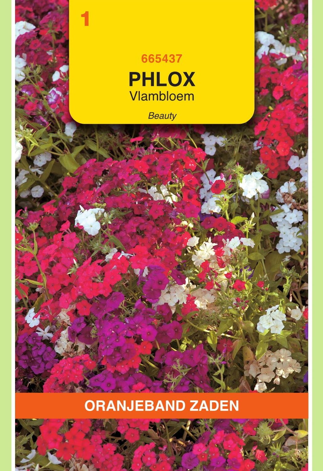 Oranjeband® Phlox Drum. Nana Compacta Beauty Mixed