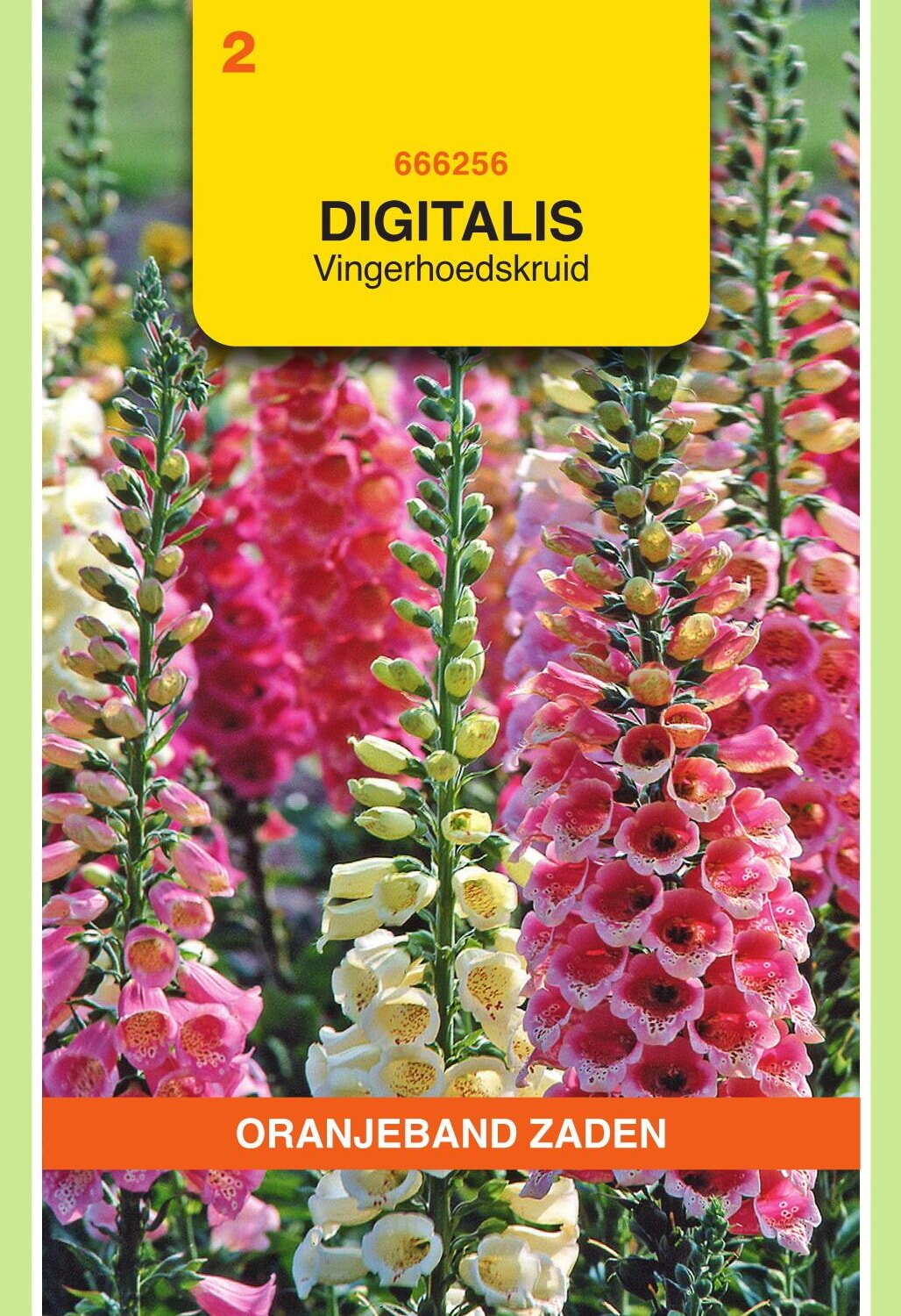 Oranjeband® Digitalis Purp. Gloxiniaefl. Mxd