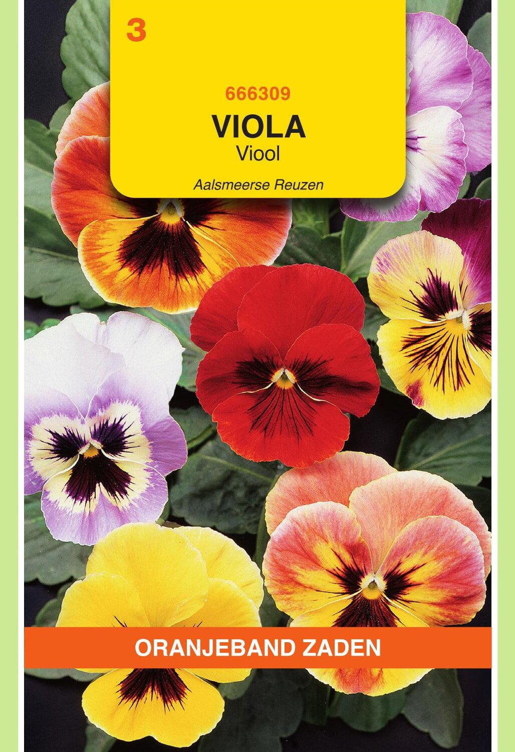 Oranjeband® Viola Tric. Max. Aalsmeer King Size Mixed