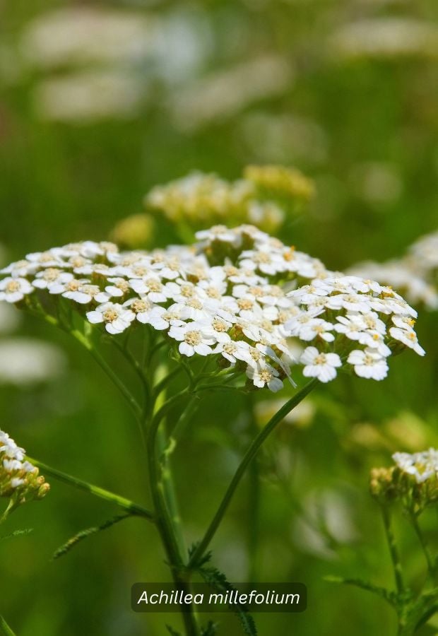 Yarrow
