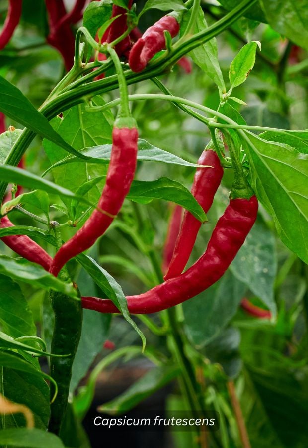 Buzzy Hot pepper Cayenne long slim
