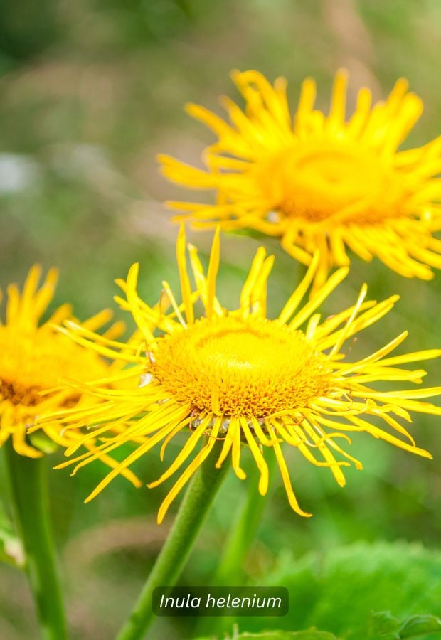 Elecampane