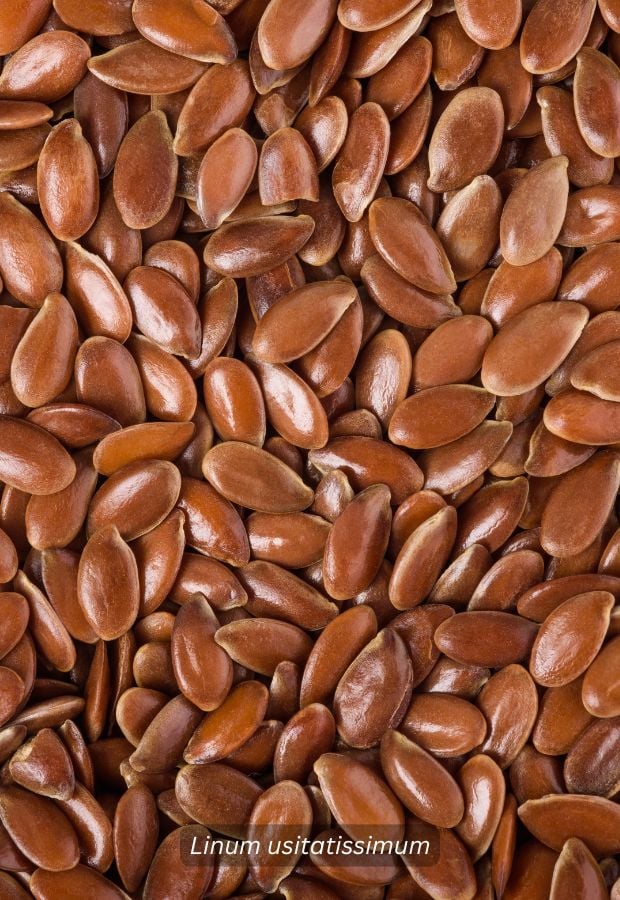 Flax, Brown