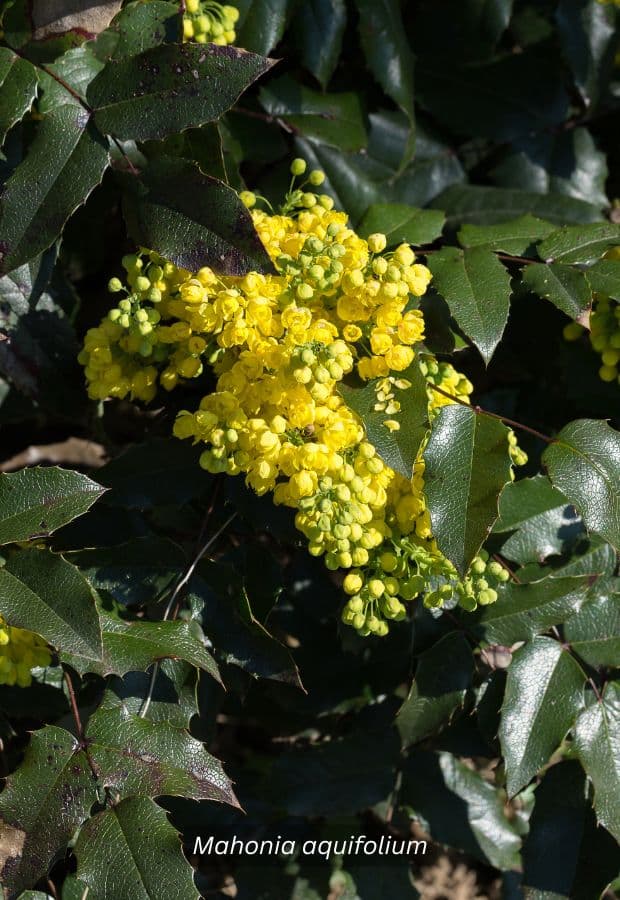 Oregon grape