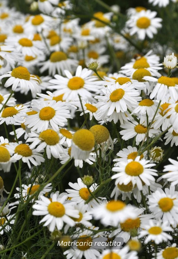 Chamomile, German