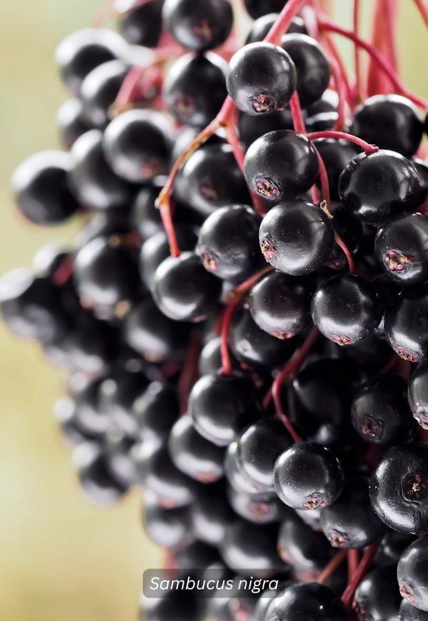 Elderberry, European Black