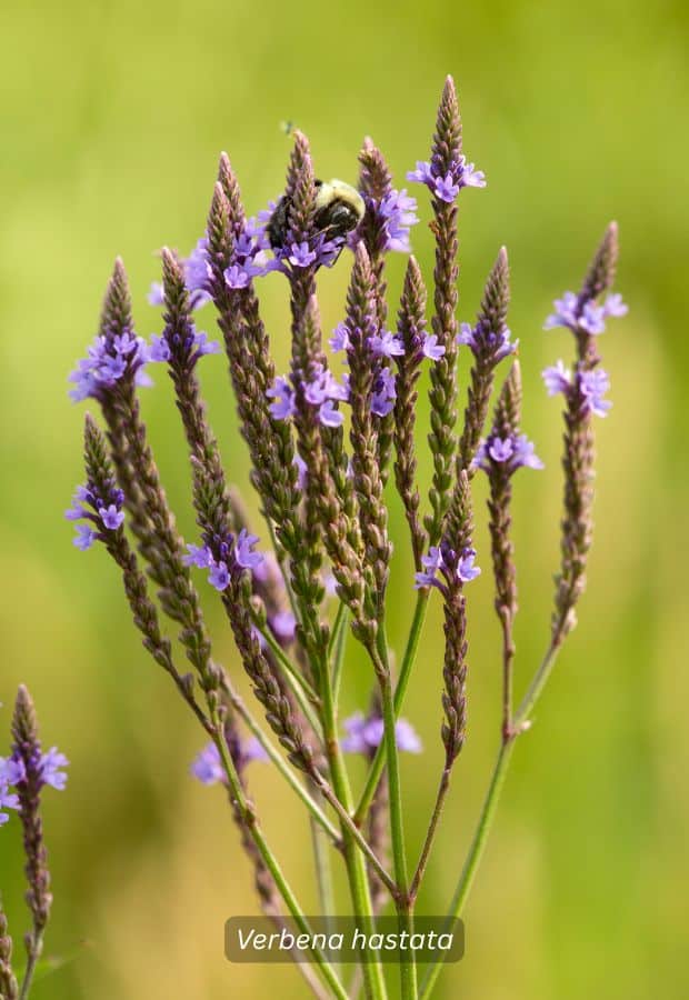 Blue vervain
